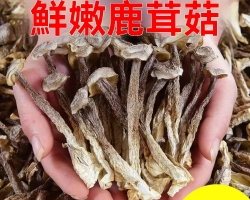 特級鹿茸菇