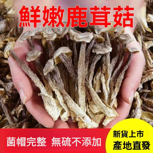 特級鹿茸菇